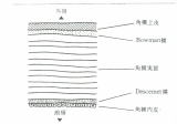 角膜、透明性、内皮細胞