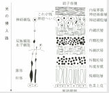 網膜の構造